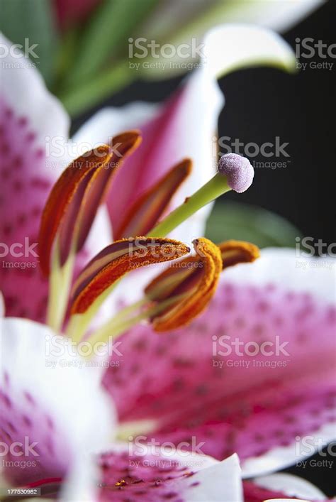 Stargazer Lily Detail Close Up Stock Photo Download Image Now