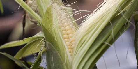 How To Grow Sweetcorn Sweetcorn Growing Guide Sow Seeds