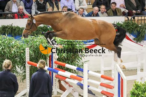 47 Holsteiner Körung 02 04 11 2017 Christian Beeck