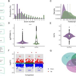 Identification Characterization And Expression Profiles Of Lincrnas