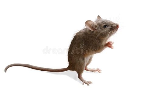 Closeup Small Mouse Microtus A Stands On Hind Legs