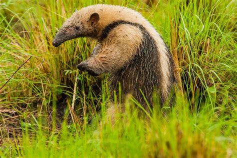 Tamandua Tetradactyla Categorización De Los Mamíferos De Argentina