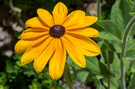 Rudbeckia hirta (1) | Wicklein's Wholesale Native Plant Nursery Maryland