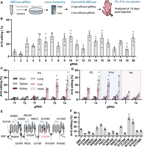 In Vivo Base Editing Of Scn5a Rescues Type 3 Long QT Syndrome In Mice