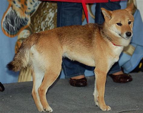 Japanese Dog Breeds