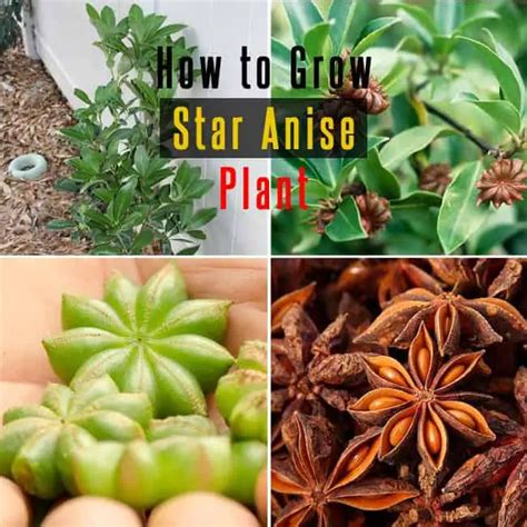 How to Grow Star Anise : Growing and Care for Star Anise Plant