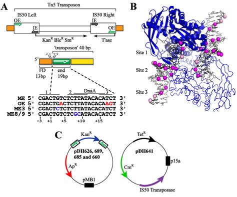 Tn5 Transpososome Structure And Transposon Substrates A The