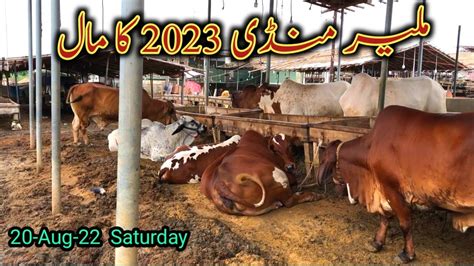 Malir Mandi 2023 Ka Palai Wala Maal Malir Mandi Latest Update