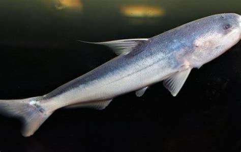 Blue Whale Catfish Catfish Cetopsis Coecutiens Tank Facts