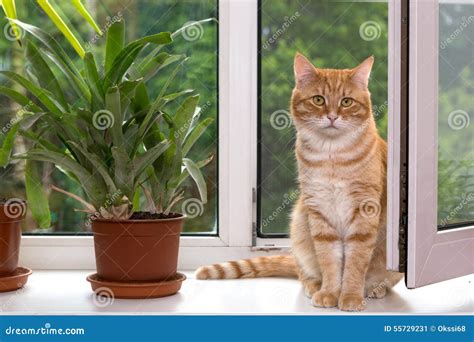 Gato Alaranjado Que Senta Se Em Uma Janela Branca Imagem De Stock