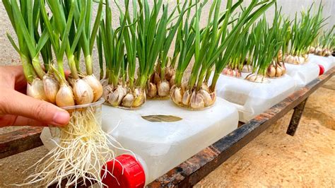 How To Grow Garlic From Garlic Bulbs For Beginners Youtube