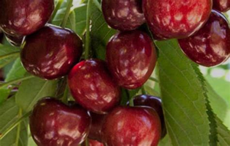 Argentina Comienza Cosecha De Cerezas Y Busca Impulsar Variedad Royal