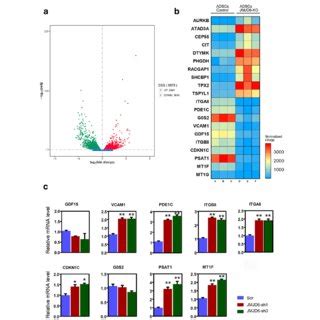 Gene Expression Changes In JMJD6 Knockdown ADSCs A Volcano Plot