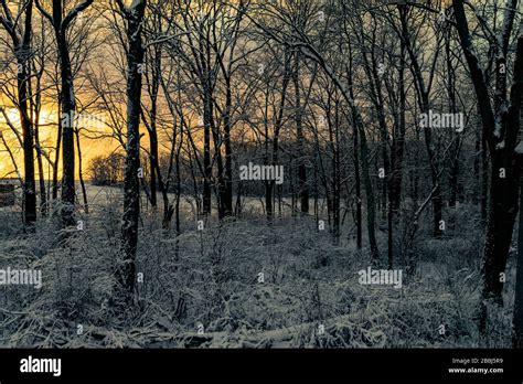 Winter forest sunset Stock Photo - Alamy