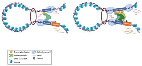 NcRNA Free Full Text Emerging Role Of Enhancer RNAs As Potential