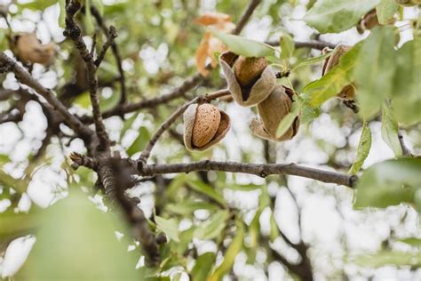 Almond Tree Care - How To Grow And Harvest Almonds