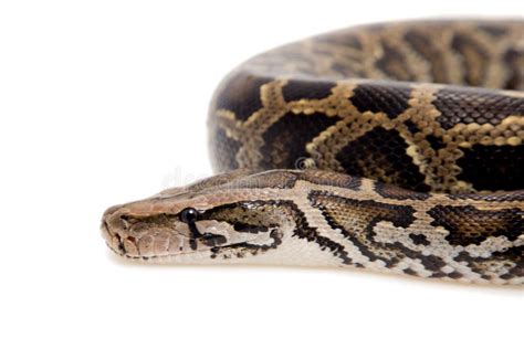 Burmese Python On White Background Stock Image Image Of Black Danger 88131477