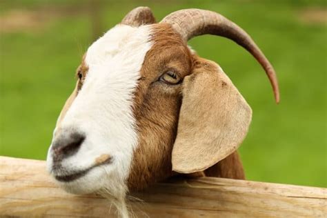 Meat Goat Breeds