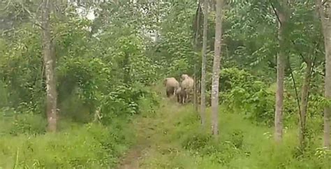 Kawanan Gajah Kembali Mengamuk Di Aceh Timur Obrak Abrik Kebun Warga