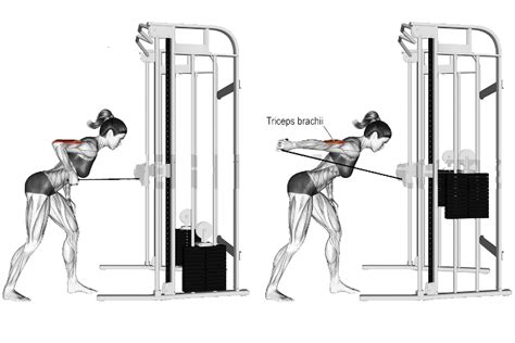 Cable Tricep Kickbacks Muscles Worked How To Do And Tips