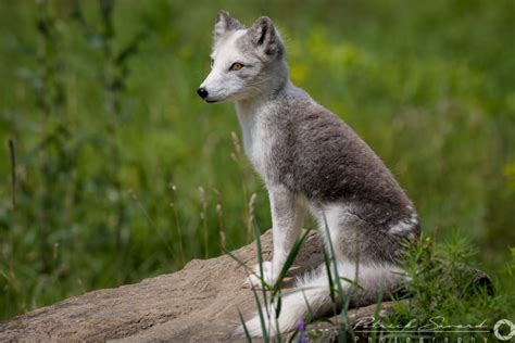 Arctic Fox – Patrick Savard