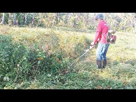 Rumput Nya Terlalu Lebat Sampai Bingung Mau Mengawali Nya Mesinrumput