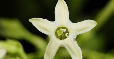 Plantes Qui Fleurissent La Nuit Et Transformeront Votre Jardin En