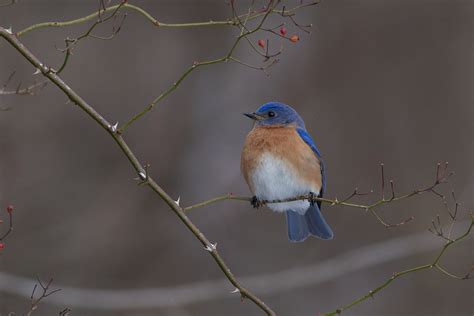 Bluebirds Eating Berries Mark Schaefer Photography