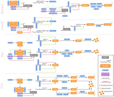 Age Dependent Expression Changes Of Circadian System Related Genes