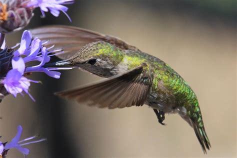 Premium Photo | Hummingbird feeding on flowers