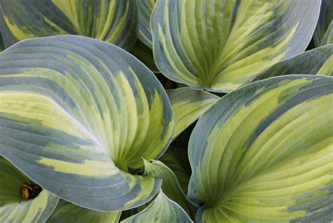 Will Hostas Grow Under a Cedar Tree?