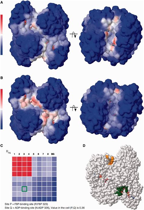 Exploring The Allosteric Communication Between The Sites Spacer