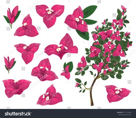 829 Bougainvillea 3d Images, Stock Photos & Vectors | Shutterstock