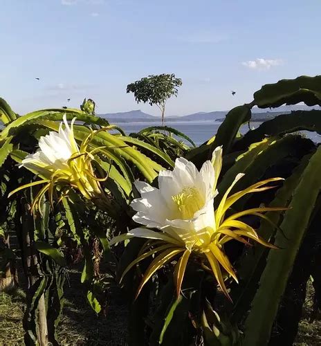 Mudas Pitaya Vermelha Kit Estacas Produz Em Ano R Em