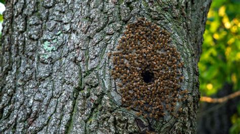 Tenemos que rediseñar las colmenas para proteger a las abejas