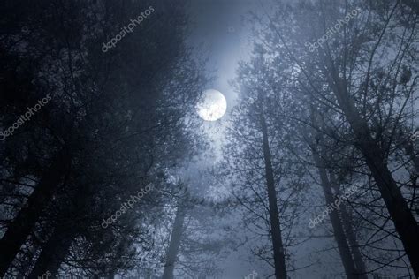 Forest full moon — Stock Photo © zacariasdamata #54016019