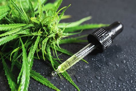 Anvisa libera dois produtos à base de cannabis para venda