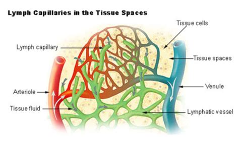 The Lymphatic And Immune System Flashcards Quizlet