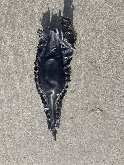 cape elephantfish  klein paternoster bay wc za  august