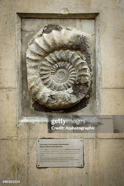 Fossils Lyme Regis Photos and Premium High Res Pictures - Getty Images