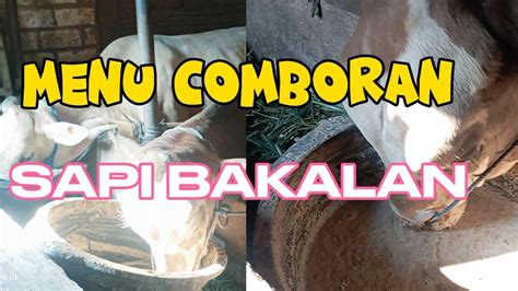 Resep Comboran Sapi Bakalan Umur Bulan Supaya Cepat Besar Dan Gemuk