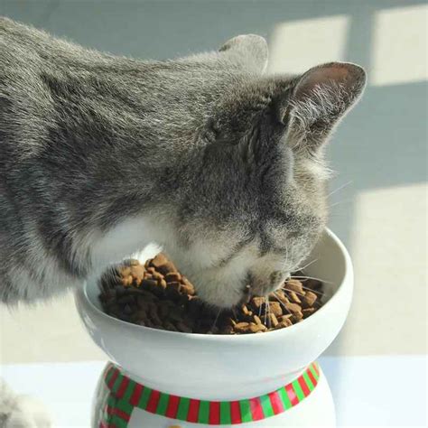 Best Grain Free Dry Cat Food - HsViko Pet Supplements