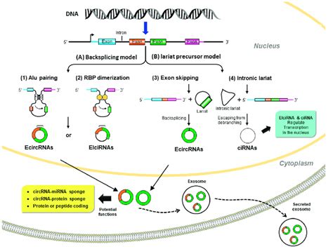 Biogenesis And Potential Biological Functions Of Circular Circ Rnas