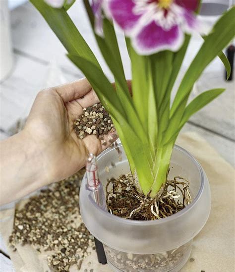 Comment Faire Refleurir Une Orchid E En Tapes