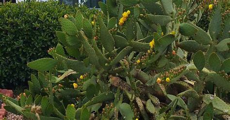 Desert Cactus Flowers Album On Imgur