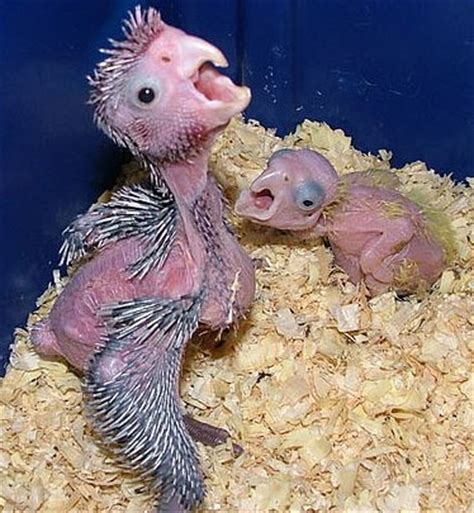 Parrots – Born Featherless and Goofy - Baby Animal Zoo