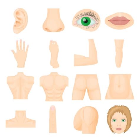 Body Parts Royalty Free Vector Image VectorStock