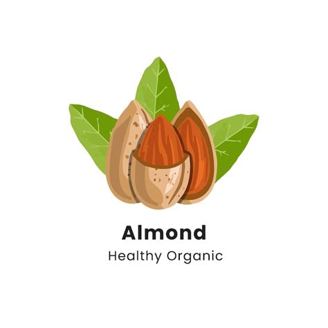 Premium Vector Hand Drawn Vector Illustration Of Almond Nuts