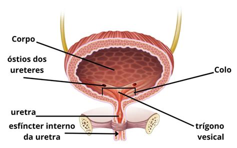 Bexiga urinária anatomia função doenças Biologia Net