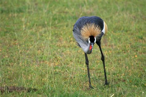 Crested Crowned Crane Uganda Africa Stock Photo Image Of